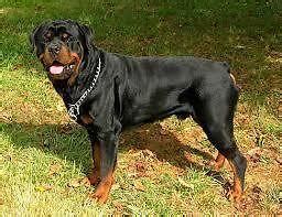 These rottweiler puppies located in florida come from different cities, including, tampa, st petersburg, palm coast, orlando, odessa, north port, middleburg, miami, jax, homestead, graceville, fort lauderdale. AKC GERMAN ROTTWEILER PUPPIES for Sale in Ocala, Florida ...