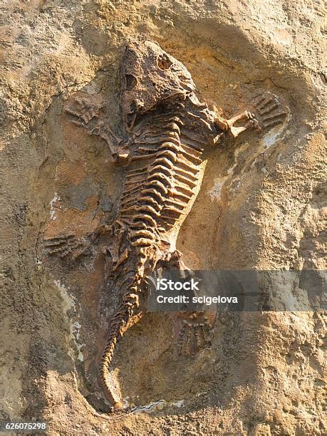 세이무리아 베일로렌시스 미국 텍사스에서 화석의 관절 캐스트 화석에 대한 스톡 사진 및 기타 이미지 화석 텍사스 양서류