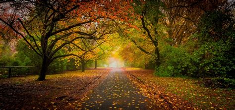 Fall Road Landscape Trees Morning Mist Wallpaper 157542 1920x900px On