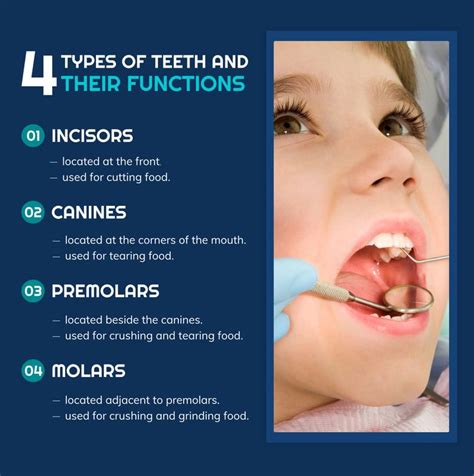 4 Types Of Teeth And Their Functions Typesofteeth Fuctionsofteeth