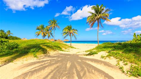 Wallpaper Summer Tropical Palm Trees Sands Sea Beach 2880x1800 Hd