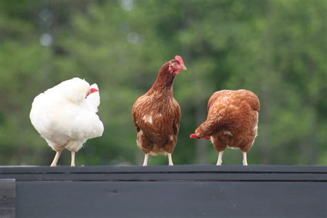 why a great garden and raising chickens go hand in hand old world garden farms