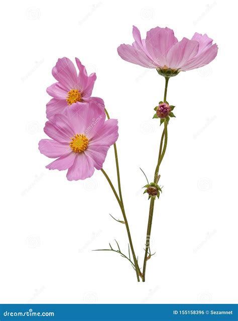 Pink Cosmos Flowers Isolated On White Background Stock Photo Image Of