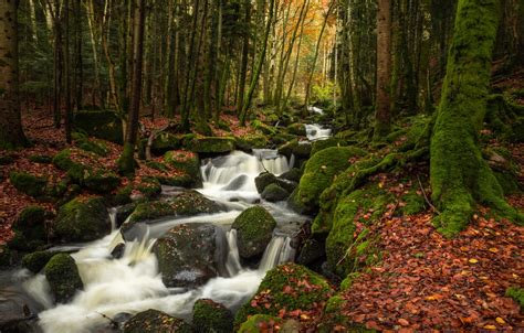 Wallpaper Autumn Forest Leaves Trees Stream Stones France Moss