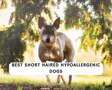 6 Best Short Haired Hypoallergenic Dogs 2022 We Love Doodles