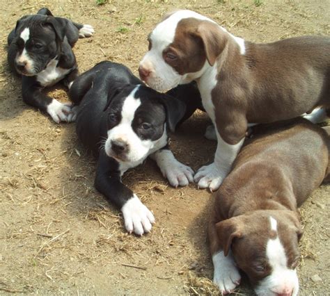 American Pit Bull Terrier Puppies Puppies Dog Breed Information Image