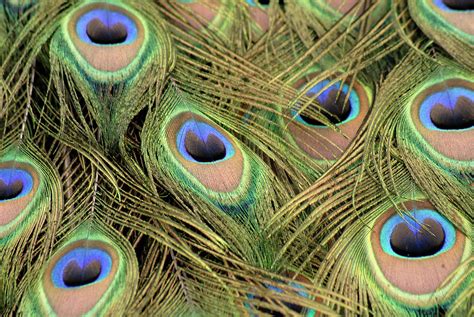 Peacock tail feathers Photograph by Loren Dowding