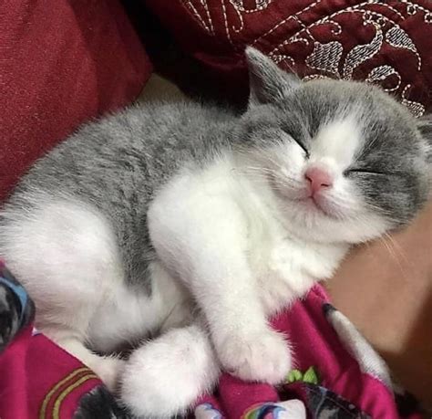 Sleepy Smiling Kitten Reyebleach