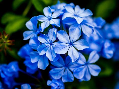 Beautiful Pictures Of Blue Flowers