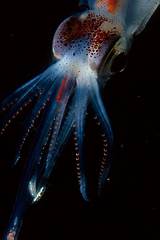 Pictures of Burglar Alarm Jellyfish