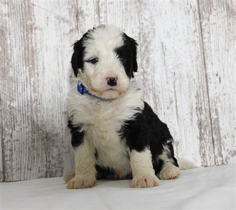 Lancaster puppies offers standard and large bernedoodle puppies for sale in pa, indiana and other states. Chester - a male Mini Bernedoodle puppy near Fort Wayne ...