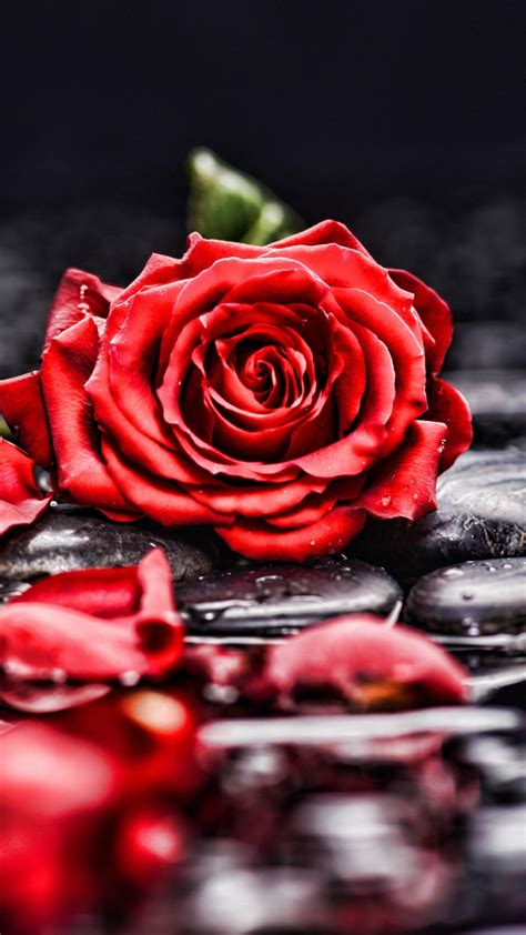 Download 720x1280 Wallpaper Pebbles Rocks Red Rose Blur Portrait
