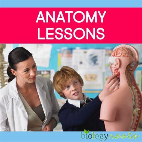 Anatomy And Physiology Lessons Human Body Exhibition Stations Body