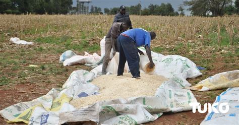 Cost Of Maize Production A Harrowing Experience For Kenyan Farmers