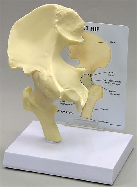 Hip Anatomical Model Basic Unmuscled