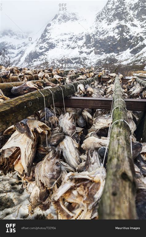 Europe Norway Lofoten Stockfish Dried Fish Hanging Stock Photo Offset