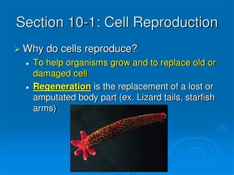Ppt Section 10 1 Cell Reproduction Powerpoint Presentation Free