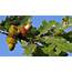 Quercus Turkey Oak  Hello Plants & Garden Supplies