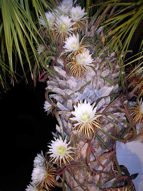 Most cacti are native to north, central and south america. Florida Flowers and Gardens: Night Blooming Cereus ...