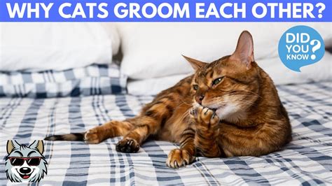 Why Do Cats Groom Each Other Youtube