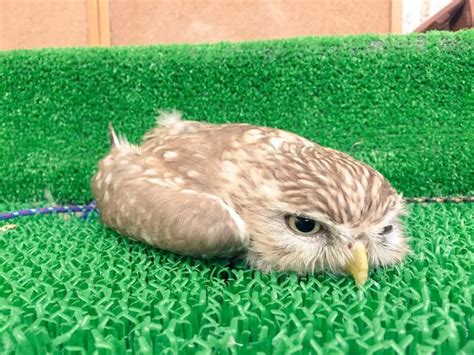 A Cute Baby Owl Defies Gravity By Sleeping On His Fасe Nature