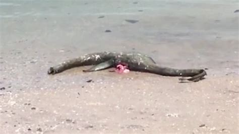 Has The Loch Ness Monster Been Found Dead In The Us Mystery Beast