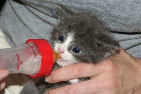 Hand Reared Bottle Fed Kittens How To Make Up For A Missing Mom Petful