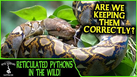 Reticulated Pythons In The Wild Are We Keeping Them Correctly
