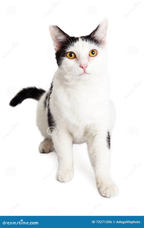 White Cat Black Spots On White Stock Photo Image Of Length Full