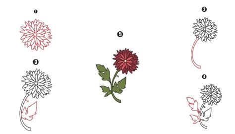 Chrysanthemum Drawing A Step By Step Guide Cool Drawing Idea