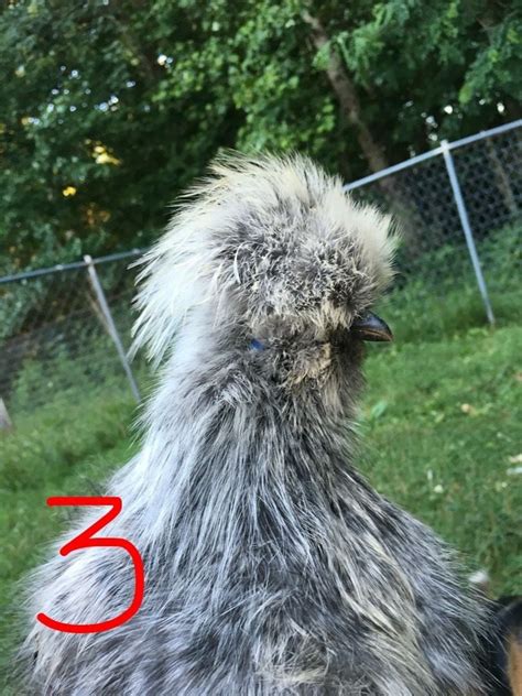 4 Month Old Silkie Gender Backyard Chickens Learn How To Raise