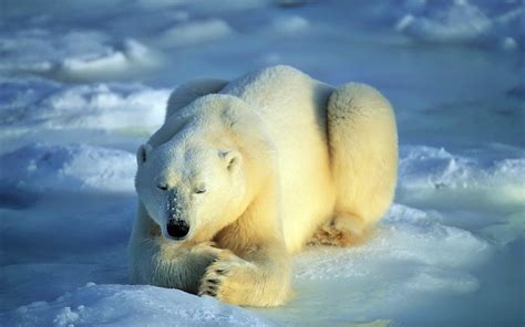 Animals Polar Bears Wallpapers Hd Desktop And Mobile