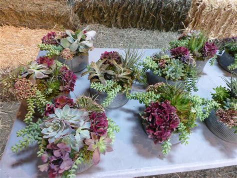 Succulent And Airplant Wedding Centerpieces Late September