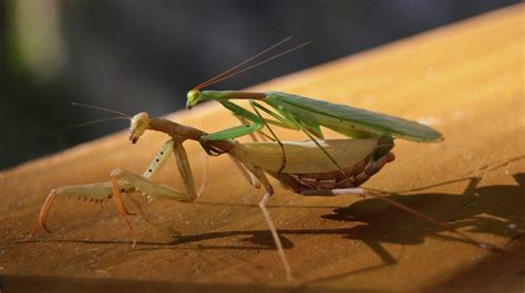 Praying Mantis Mating Orig Gmag