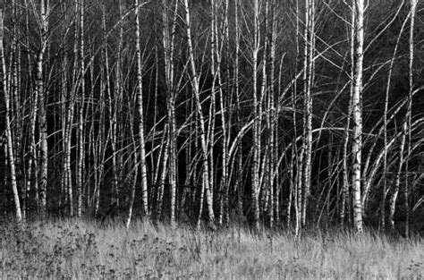 Birch Forest By Rajmund Rajch Black And White Magazine For Collectors