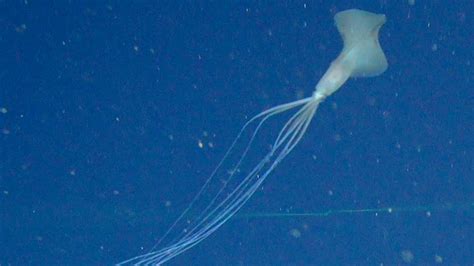 This Super Rare Bigfin Squid Is A Deep Sea Mystery Riaus Education