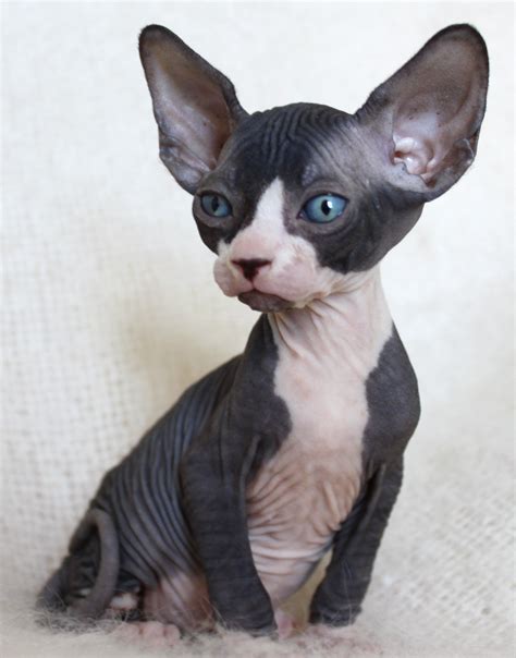 Black Hairless Cats Picture Gallery ImageFiesta SphynxCat