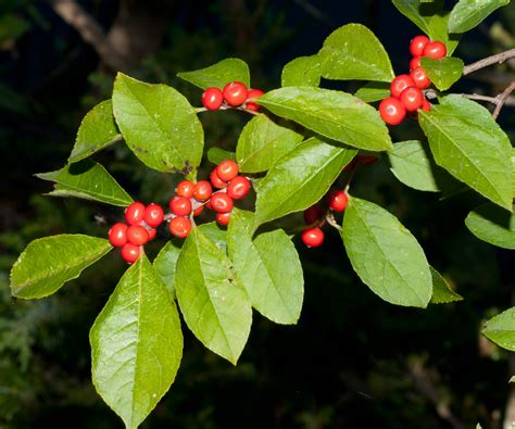 Ilex Verticillata Winterberry