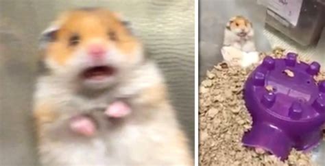 Scared Hamster Meme Where Did It Actually Come From And Is It Real