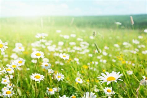Field Of Daisy Flowers — Stock Photo © Iakov 9230055