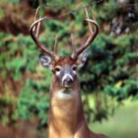 Why Do Deer Snort Whitetail Behavior Outdoor Enthusiast Lifestyle