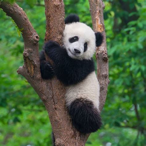 21 Reasons Pandas Are The Absolute Best | Baby panda bears, Cute panda