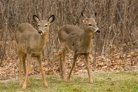 Two Deer Stock Image Image Of Pair Wildlife Deer 123852995