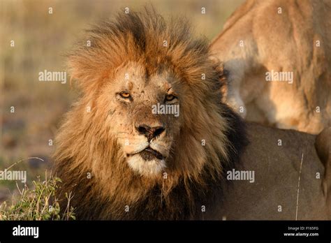 Male Lion Panthera Leo With A Dark Mane In The Morning Light Black