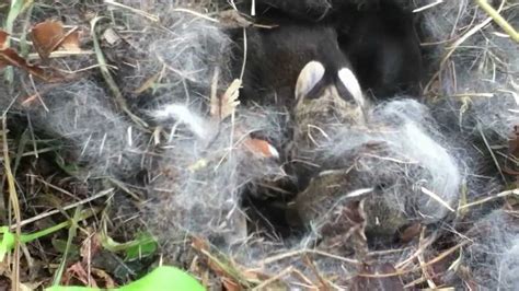 Wild Baby Rabbit Nest Youtube