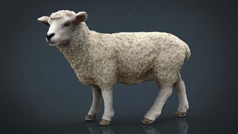 3d Model Sheep 2 Vr Ar Low Poly Cgtrader