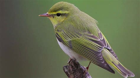 Wood Warbler Calling Bird Soundcall Natural Song Of Singing Birds