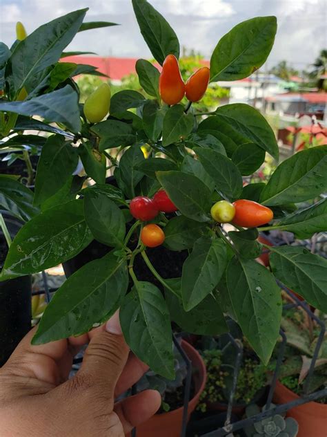 Ornamental Pepper - Guyana Garden