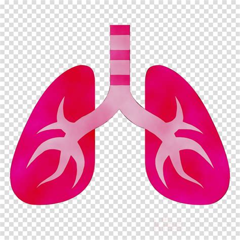 Lungs Clipart Pink Lungs Pink Transparent Free For Download On