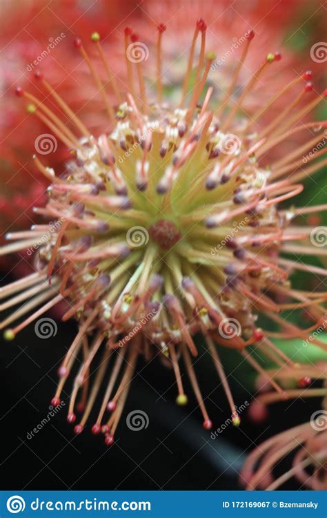 Pincushion Red 7480 Stock Image Image Of Ecology Blossoming 172169067